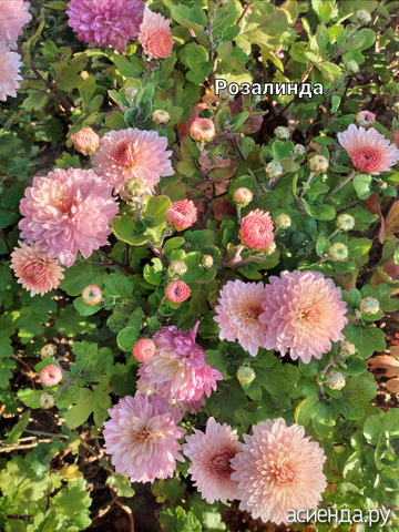 Хризантема"Розалинда"