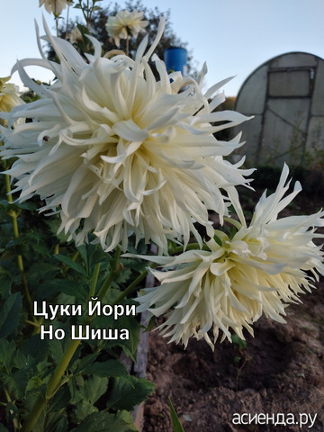 Георгин