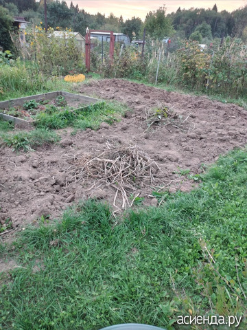 Выкопали картошку