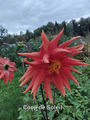 ������� "Coop de Soleil"