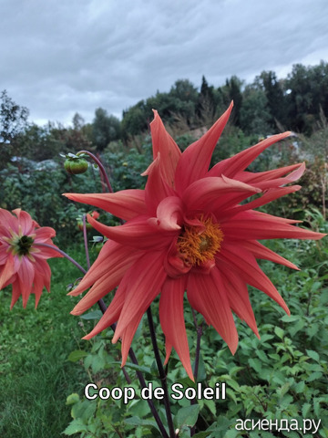 ������� "Coop de Soleil"