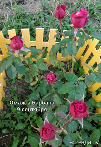 Роза на 9 сентября