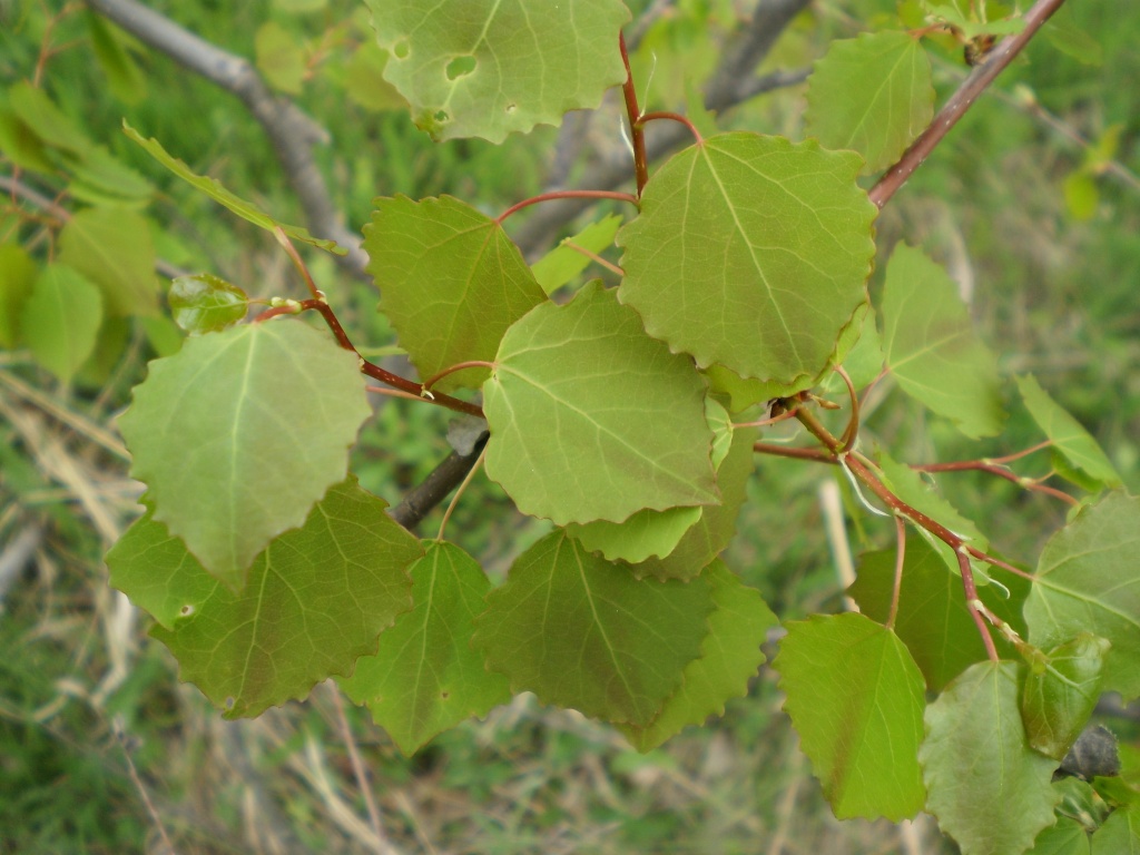 Лист молодой осины. Осина (Populus tremula). Осина обыкновенная (Populus tremula). Populus tremula (осина дрожащая). Осина Сибирская.