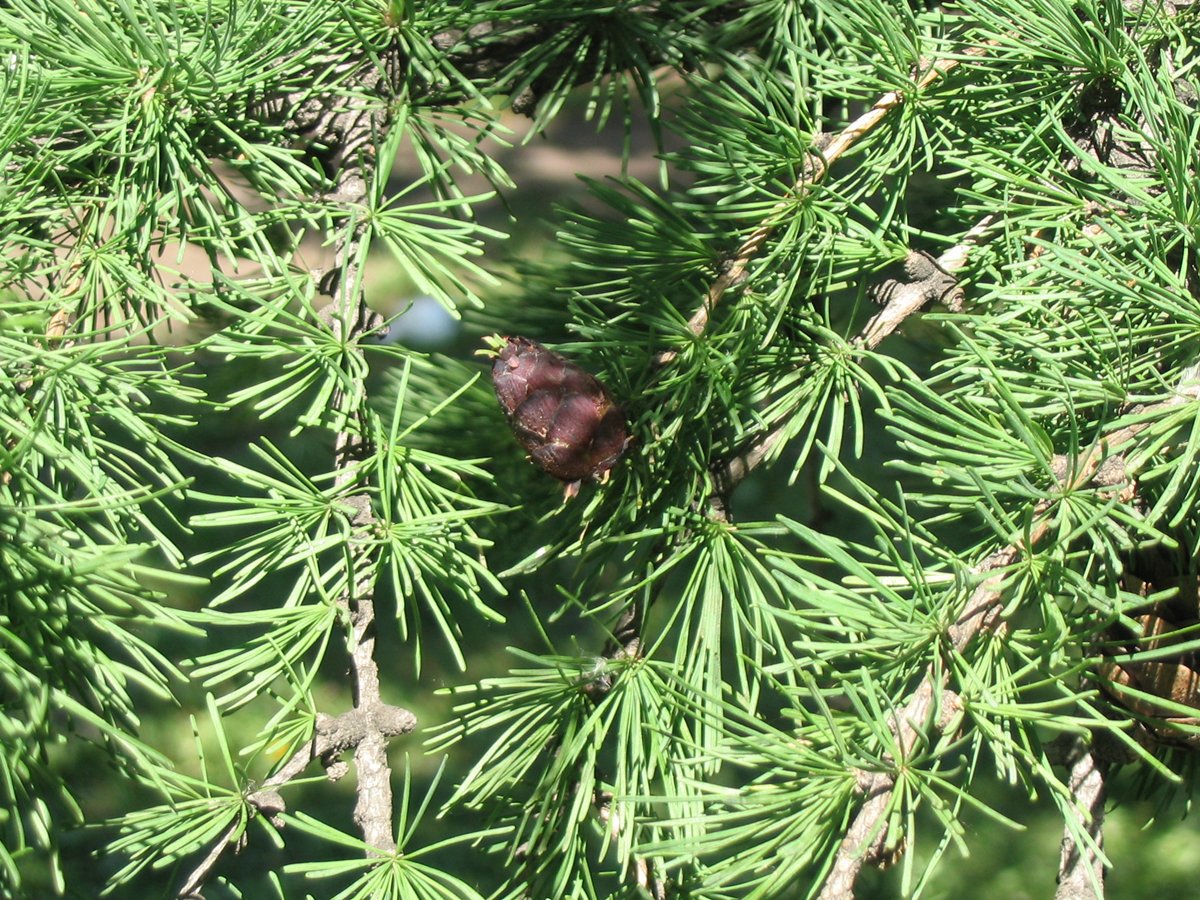 Дикий хвойный. Лиственница Сибирская Larix sibirica. Лиственница Сибирская (Larix sibirica Ledeb.). Лиственница Сибирская и Даурская.