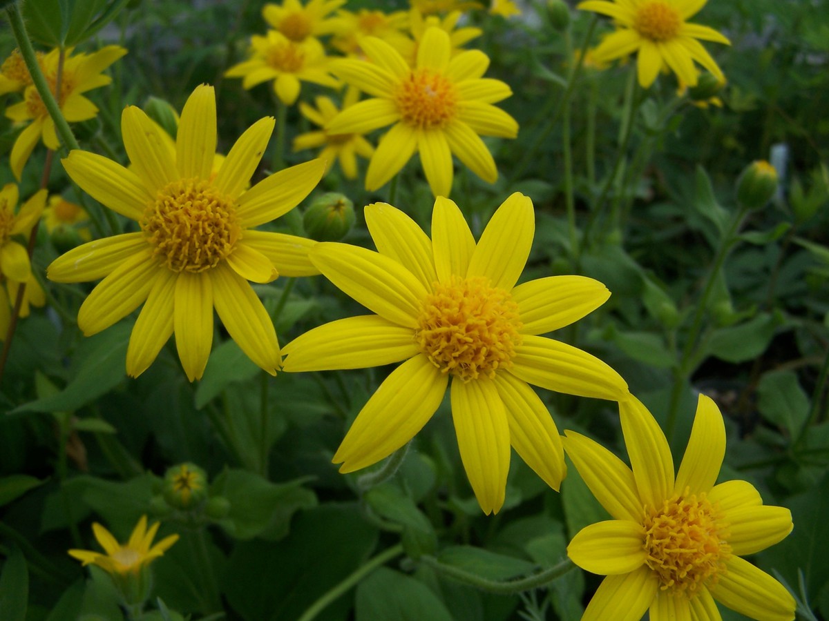 Arnica montana para que sirve